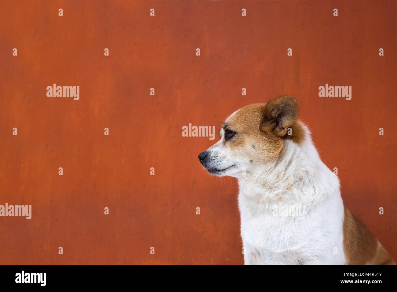 White and frown ugly dog look arrogant. Side view Stock Photo