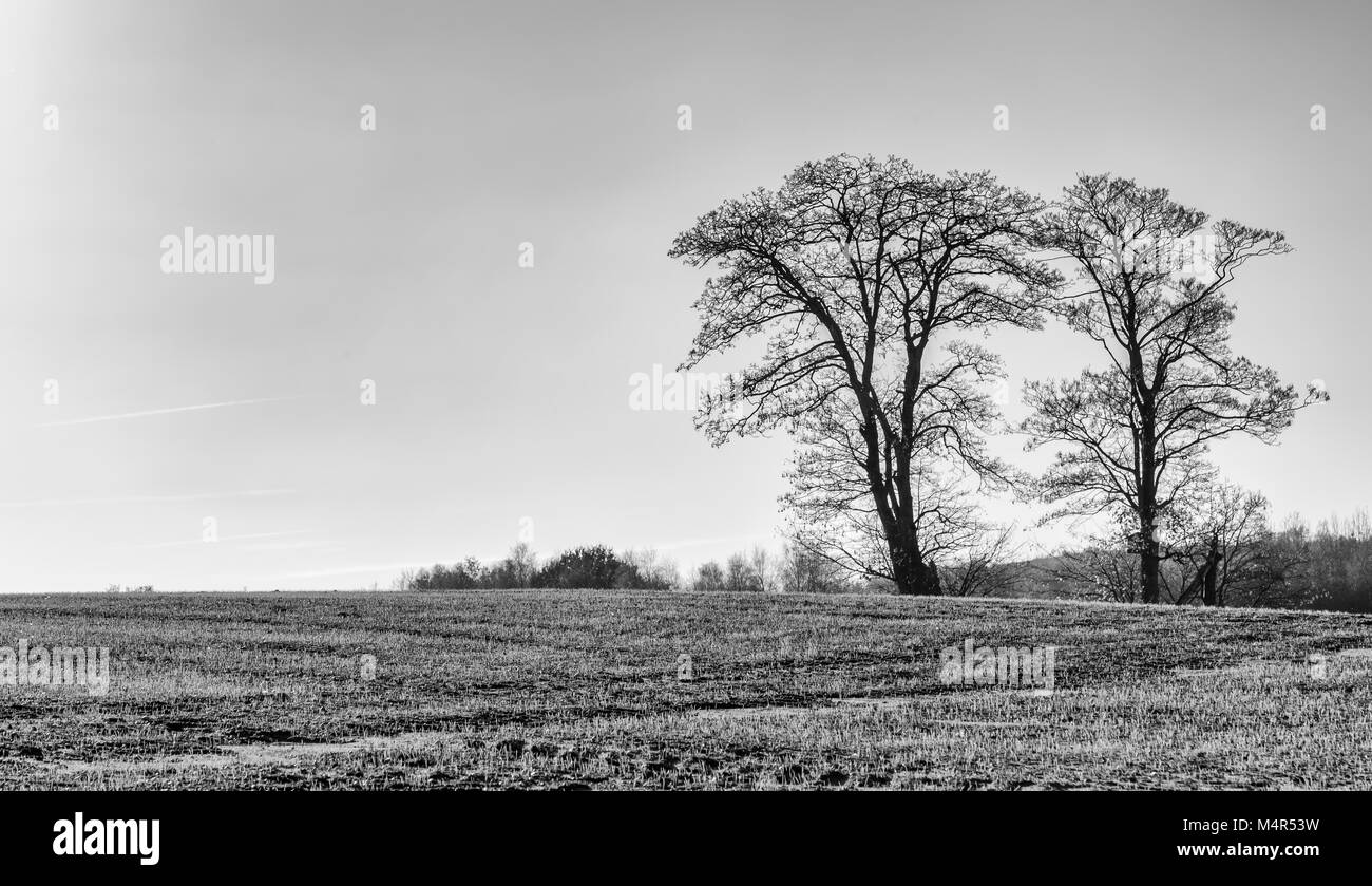 Tree of trees Black and White Stock Photos & Images - Alamy