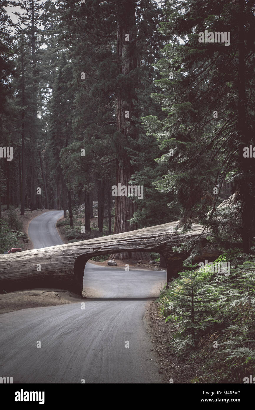 Famous Tunnel Log with Crescent Meadow Road in Giant Forest on a moody cloudy day with retro vintage filter, Sequoia National Park, California, USA Stock Photo