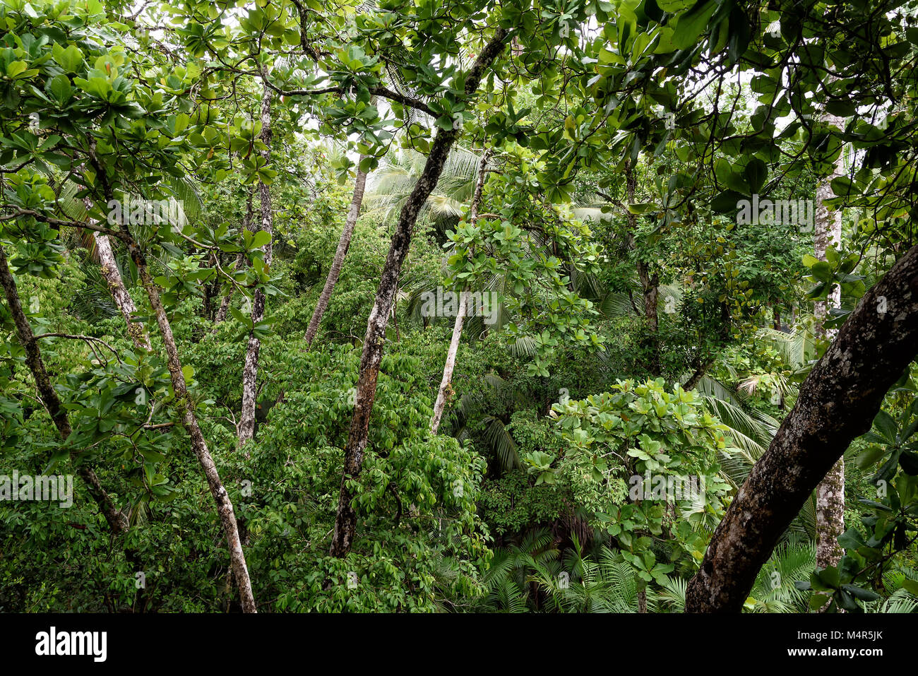 rainforest in Costa Rica, central america Stock Photo - Alamy