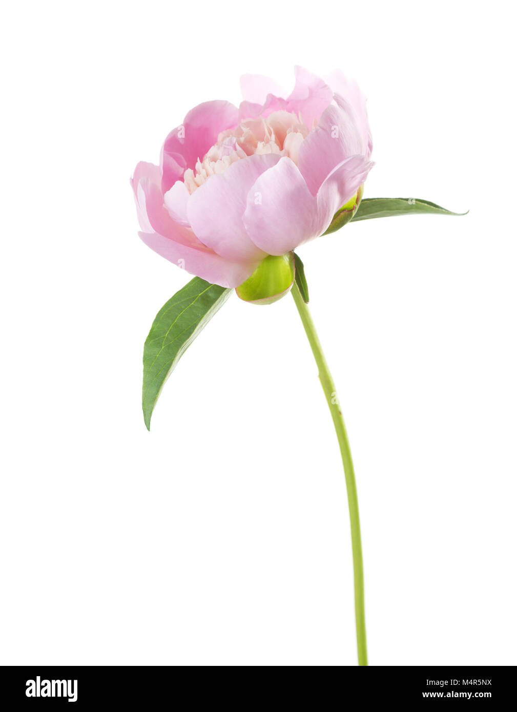 Light pink peony isolated on white background Stock Photo - Alamy