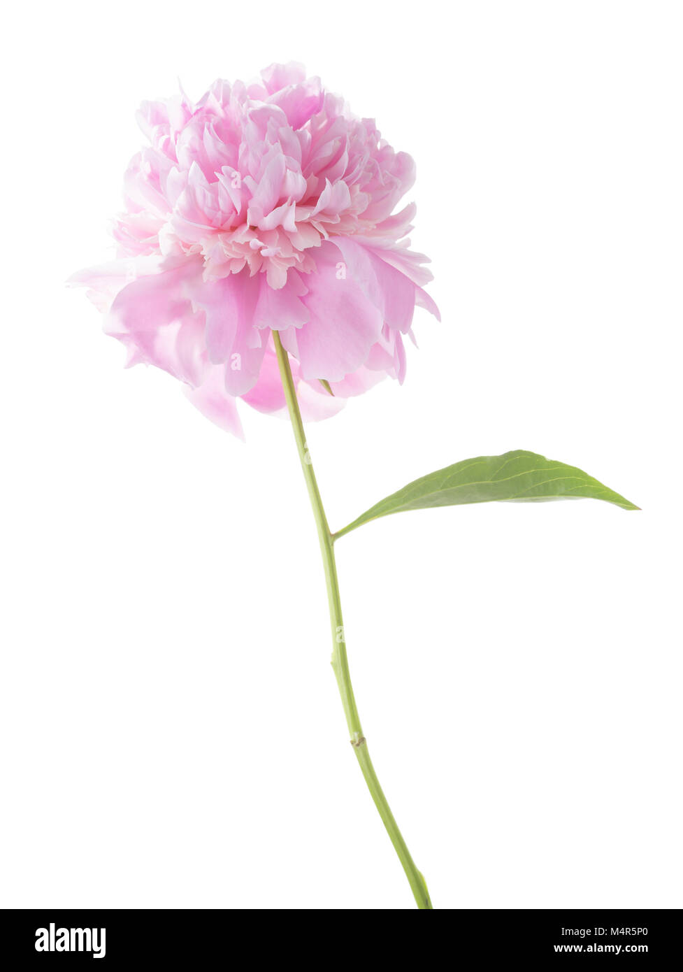 Light pink peony isolated on white background Stock Photo - Alamy