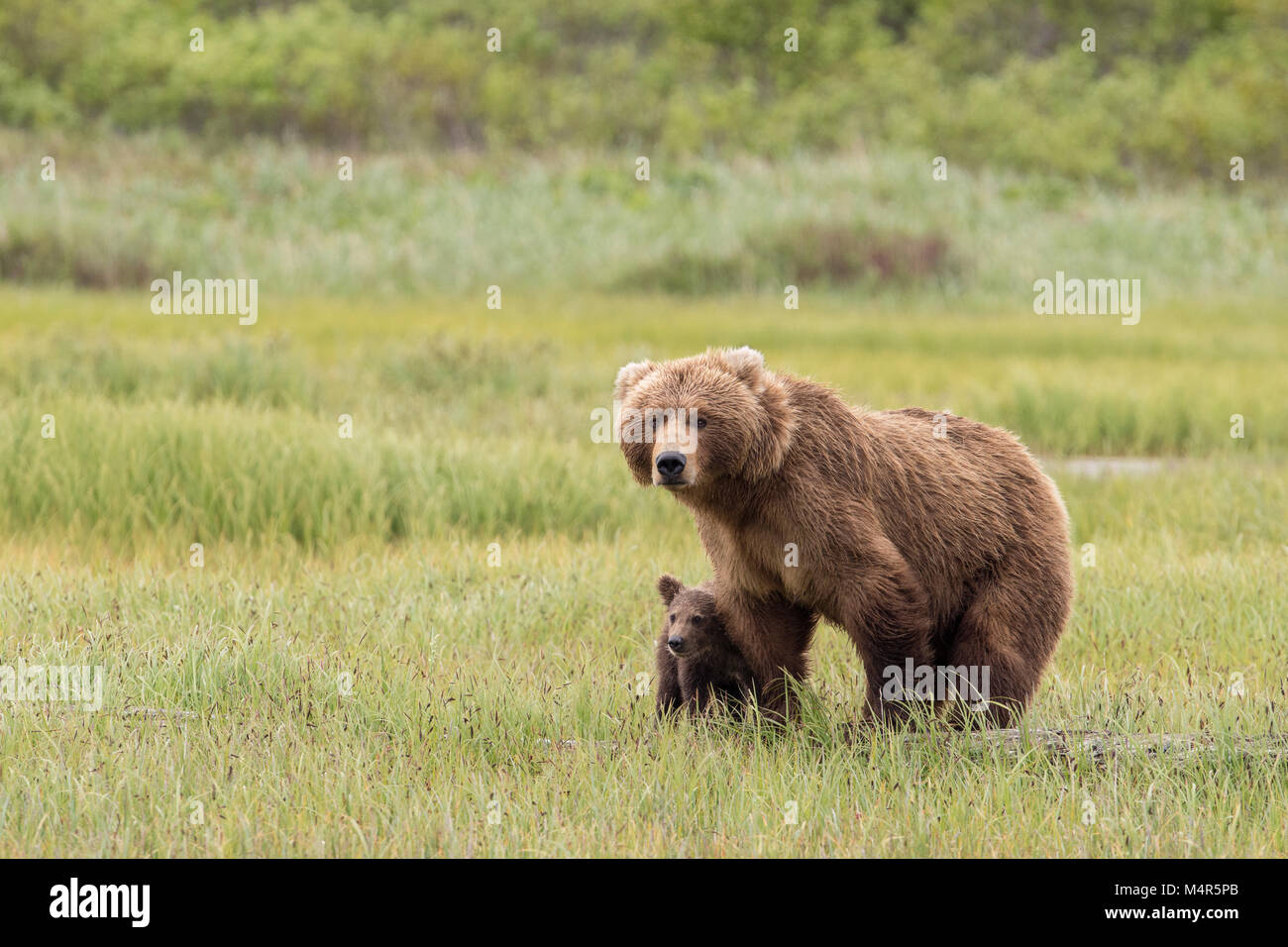 Brown bear sow protecting cub Stock Photo Alamy