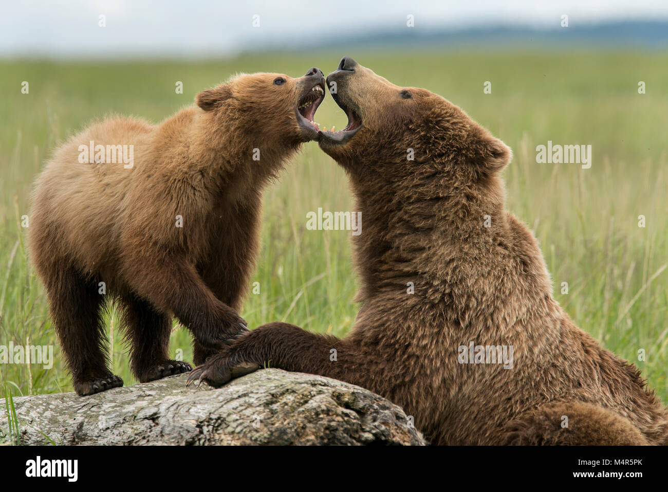 Brown bear sow and cub playing Stock Photo