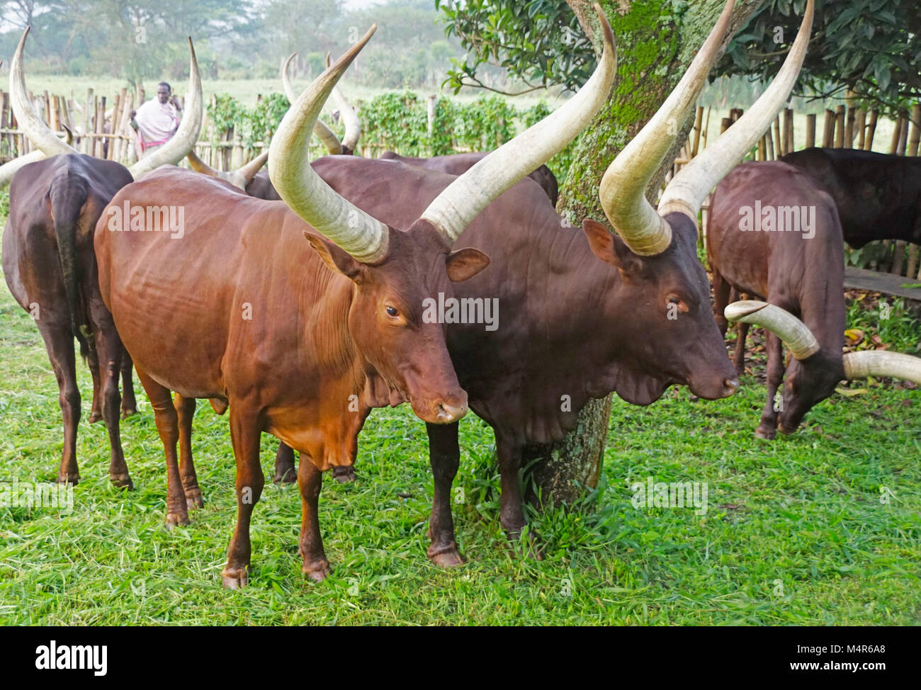 Ankole long horned cattle at farm of Nshenyi Cultural Center near Kitwe