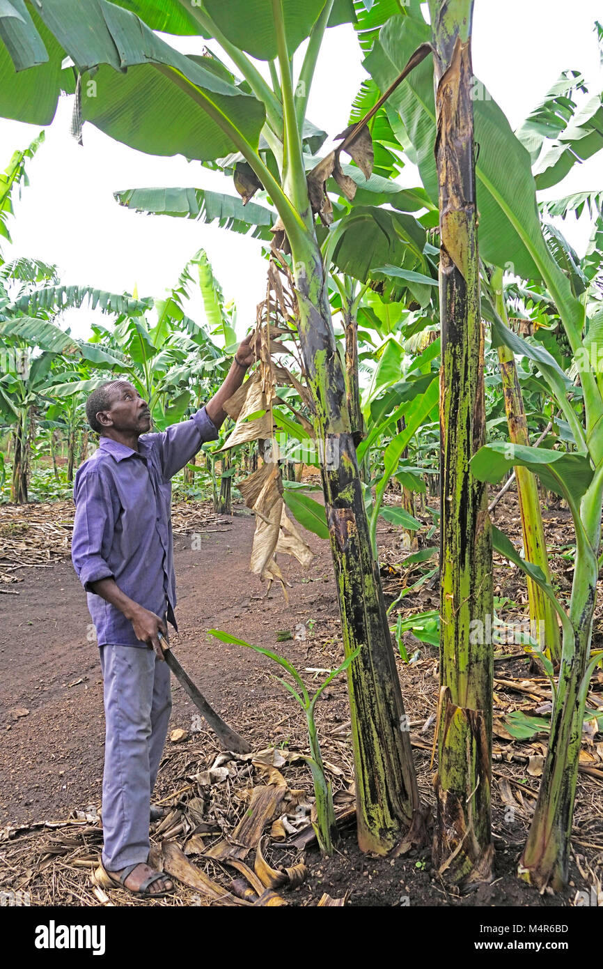 Banana plantation worker hires stock photography and images Alamy