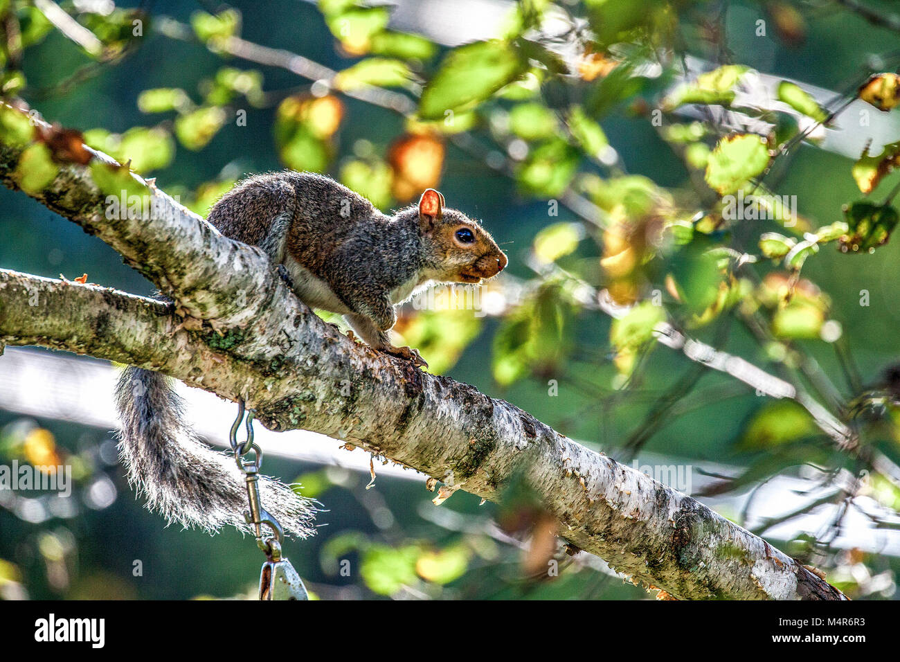 Profile of an alarmed Eastern Gray Squirrel, Sciurus carolinensis, perched in a White Birch tree in New Hampshire, USA. Stock Photo