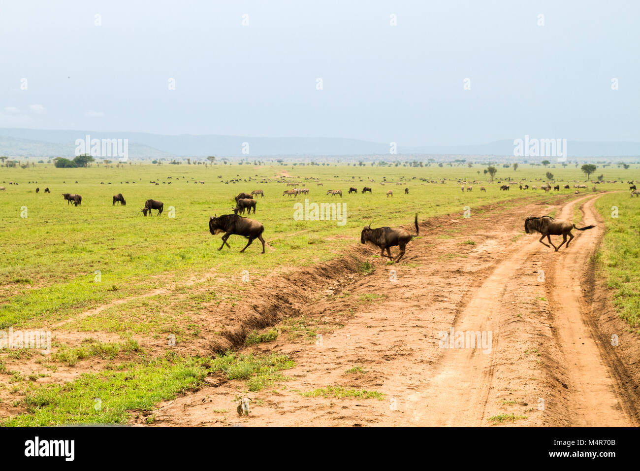Field With Zebras Equus And Blue Wildebeest Connochaetes Taurinus field-with-zebras-equus-and-blue-wildebeest-connochaetes-taurinus