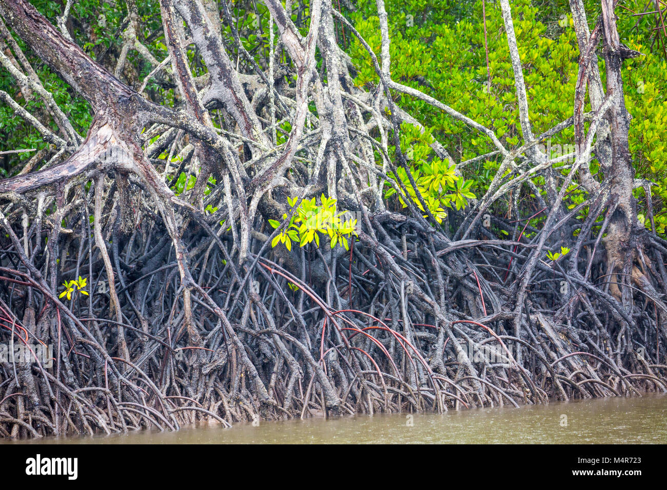 Mangrove plants growing in Dicksons inlet at Port Douglas,Far north