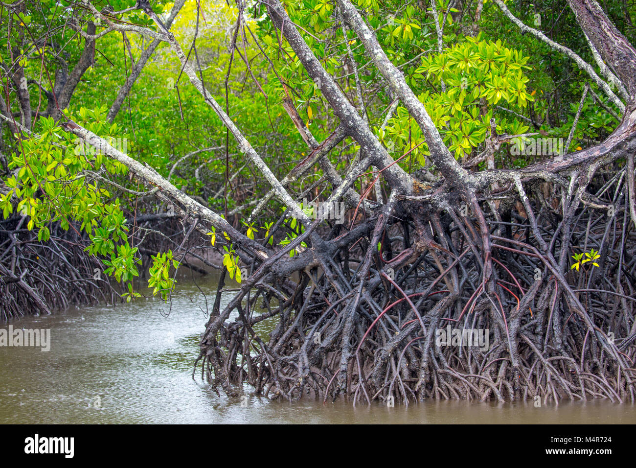 Australia mangrove river hi-res stock photography and images - Alamy