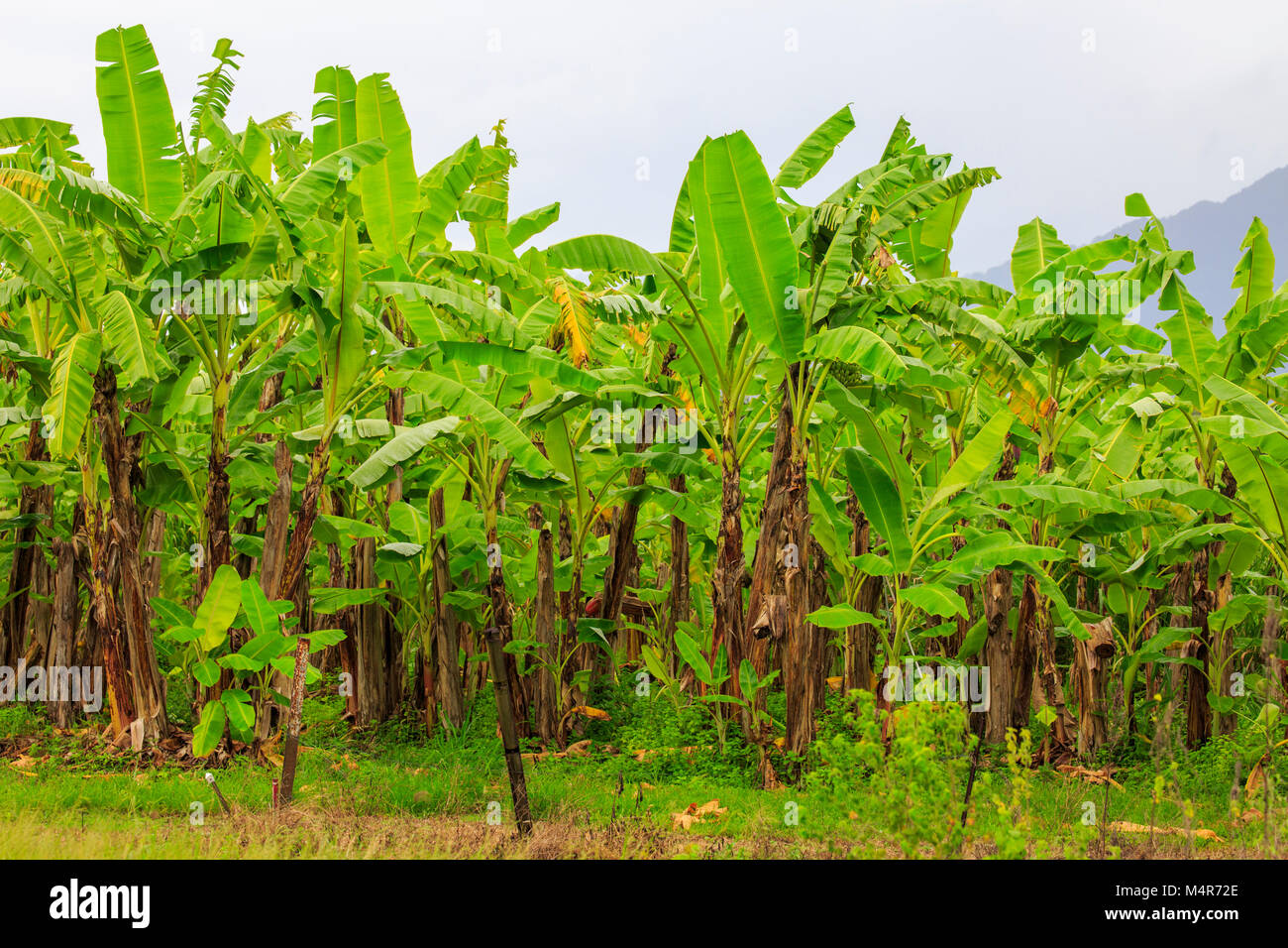 Banana plants growing in Daintree national park,Far north Queensland ...