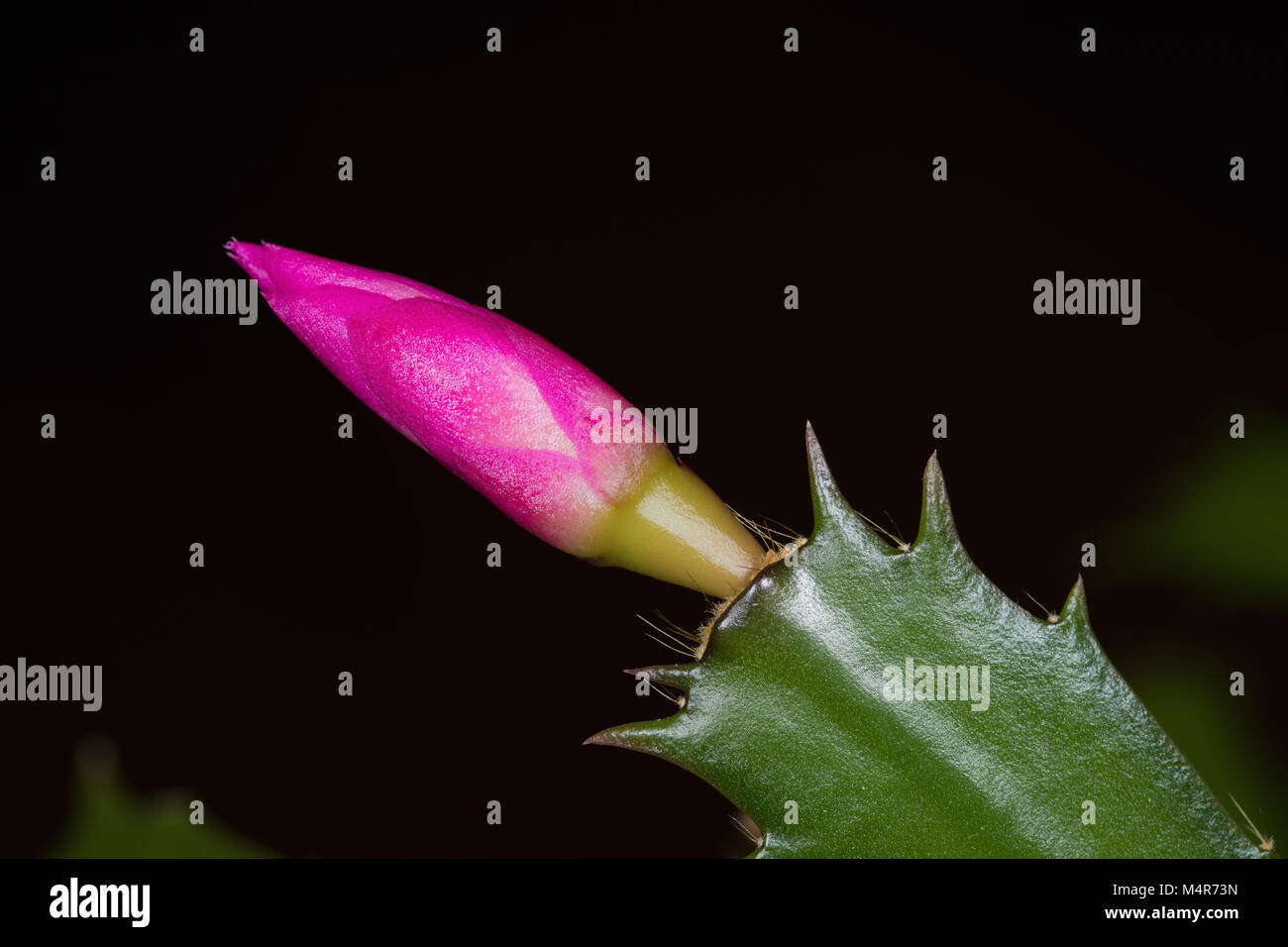 Macro image of the buf of a Christmas Cactus Stock Photo
