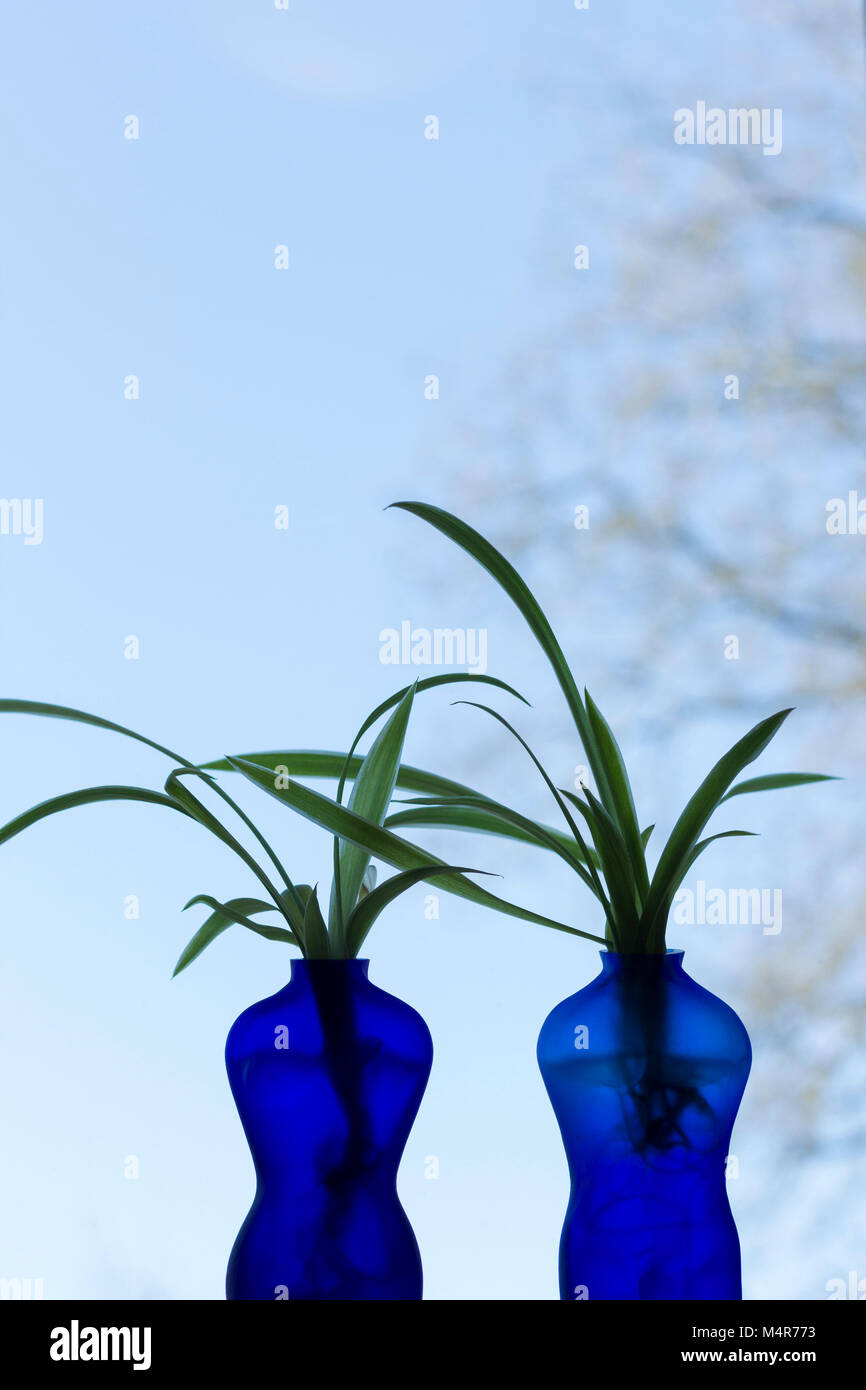 Two blue vases shaped as a man and a woman with plant, sky background. Different shades of blue. Lots of blue sky/space. Stock Photo