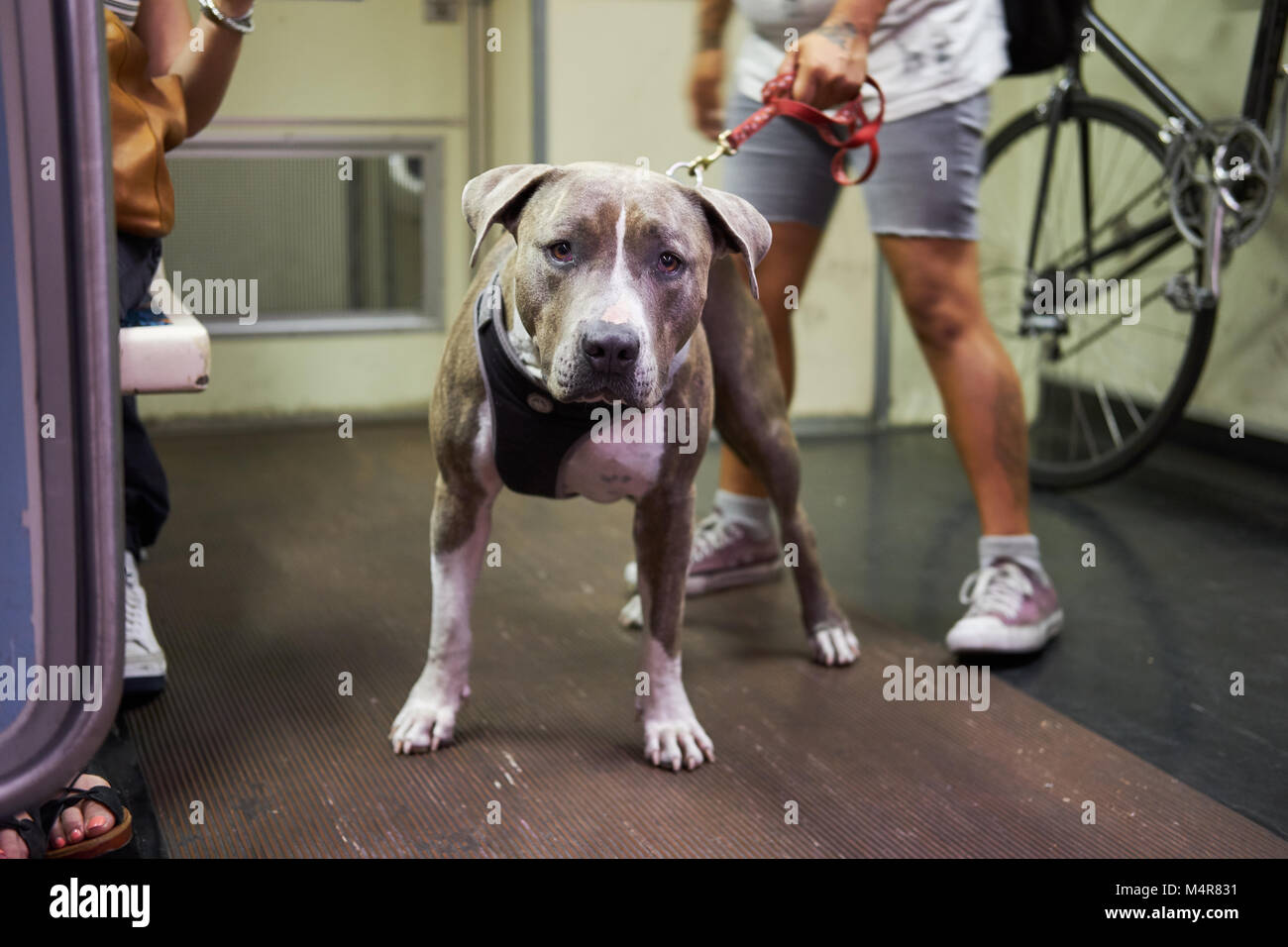 Cute dog on subway train Stock Photo