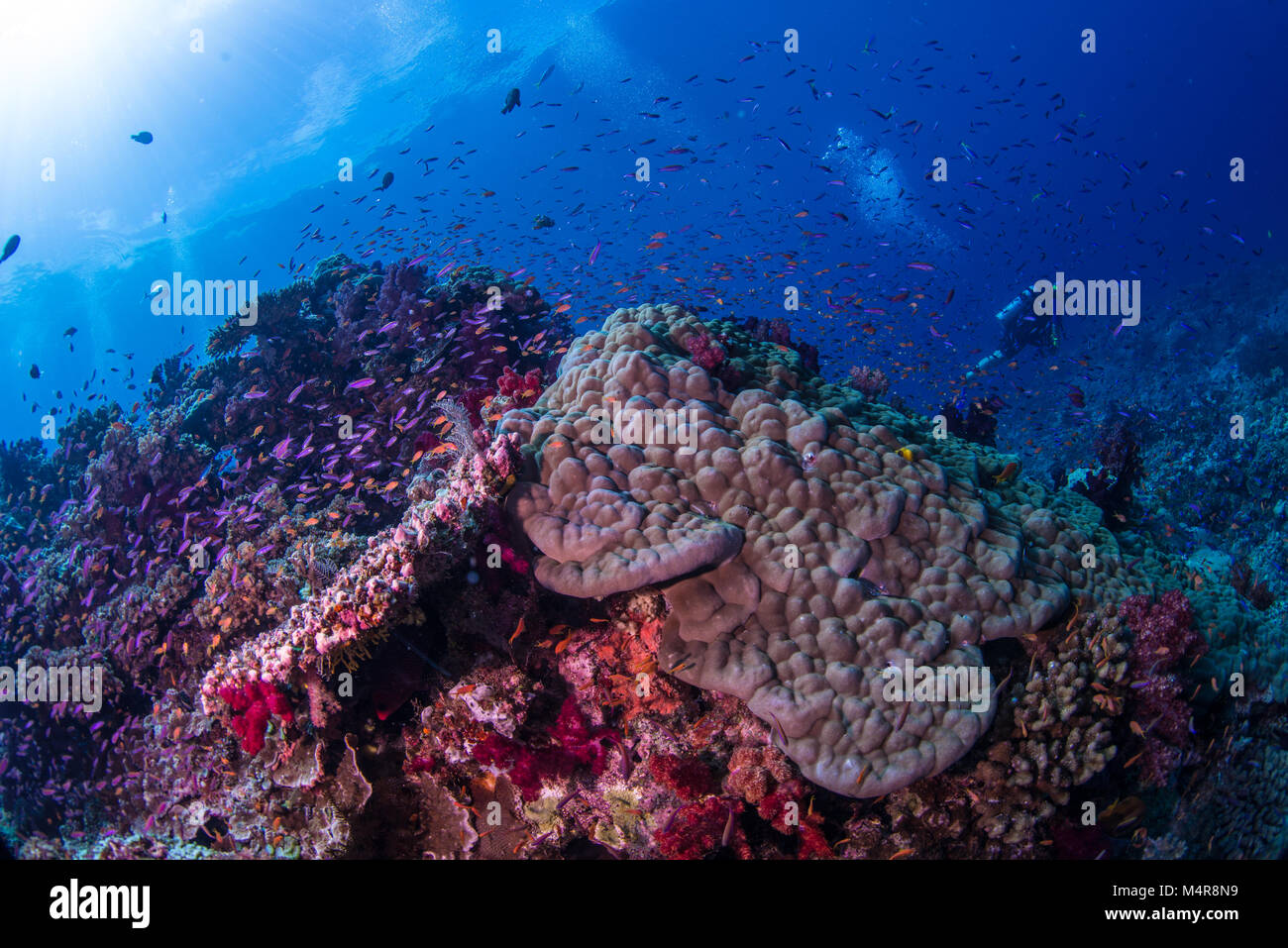 Anathias swimming over hard corals in Fiji with divers Stock Photo
