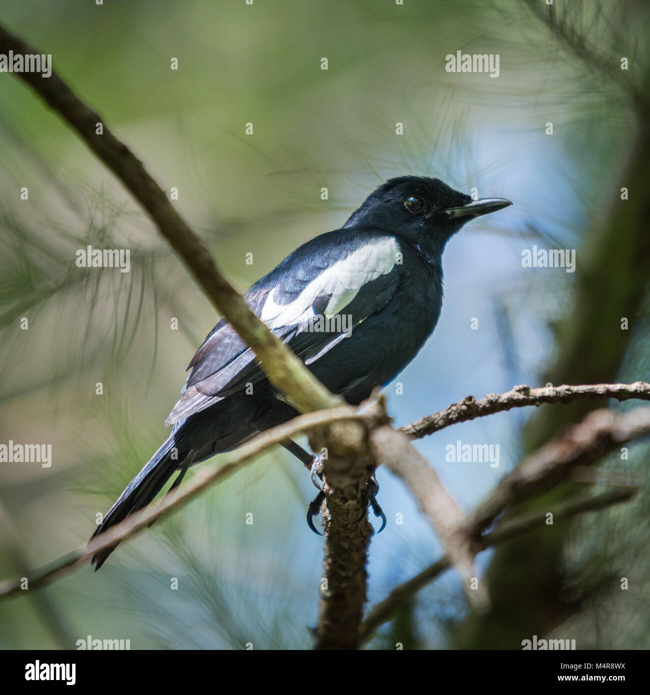 Magpie-robin (Copsychus saularis), Seychelles Stock Photo