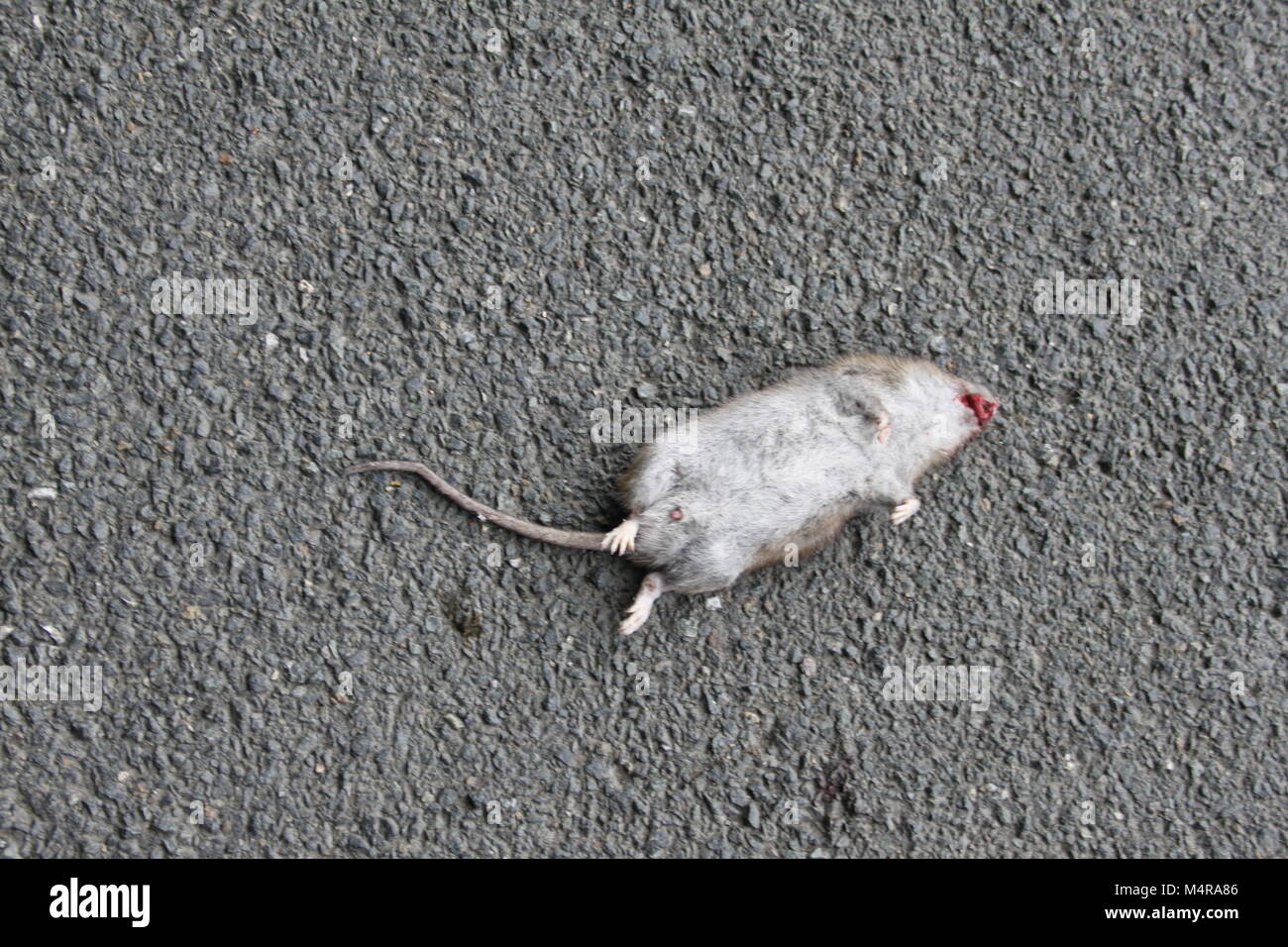 Road Kill big fat dead rat lying on the road or tarmac Stock Photo