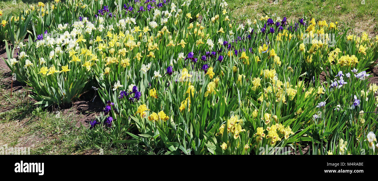 Yellow and blue Irises flowers blossom on a spring flower bed. Sunny May day outdoor panoramic shot Stock Photo