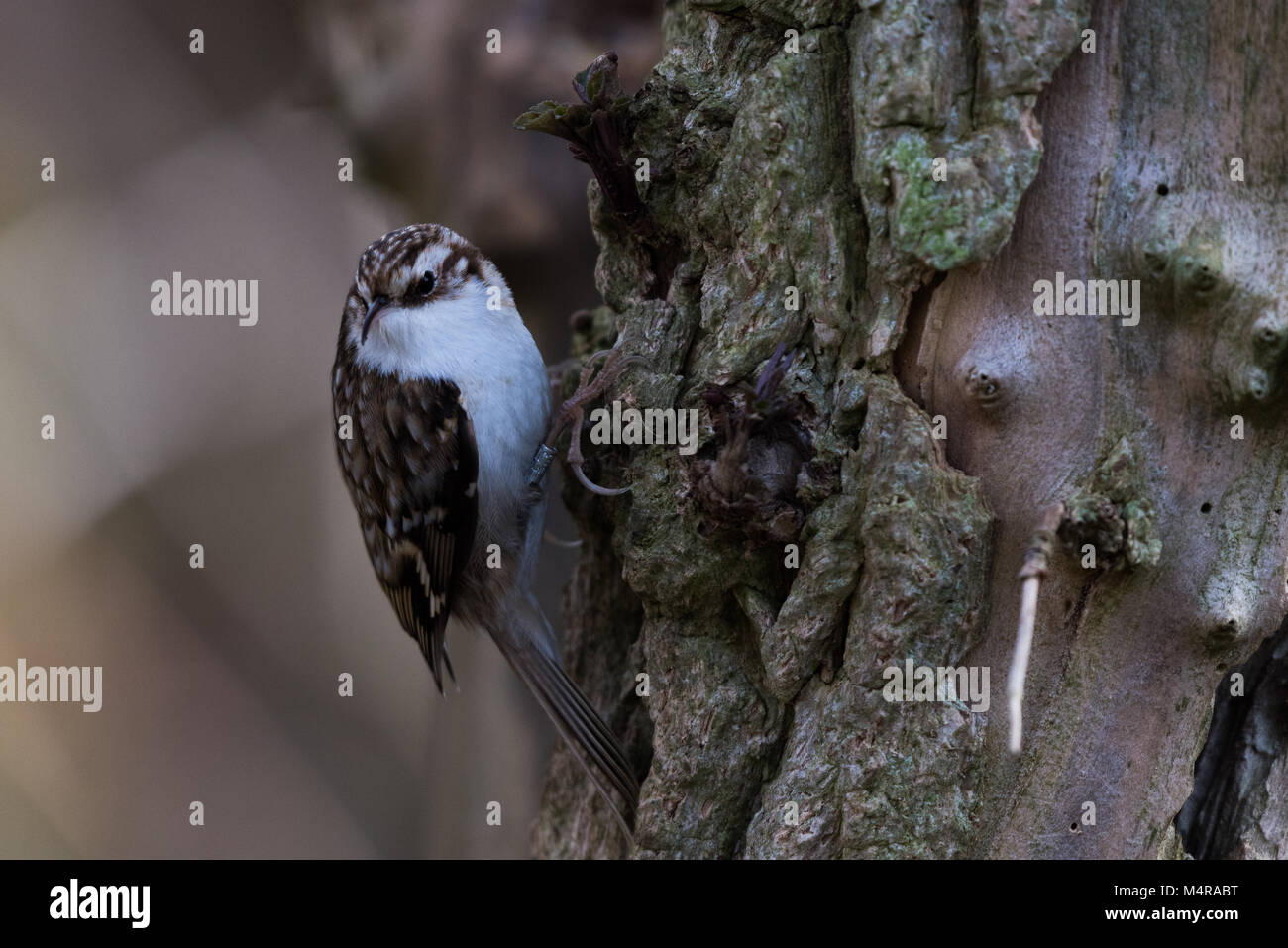 Tree Creeper, scaling a small tree and searching for food Stock Photo
