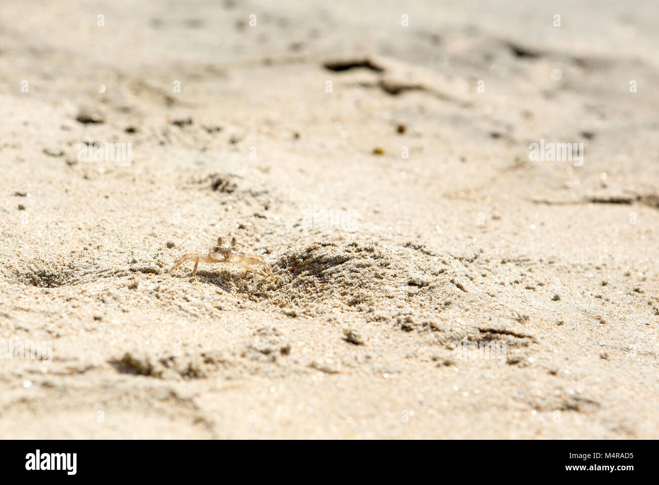 Small crabs on the beach in the sand Stock Photo