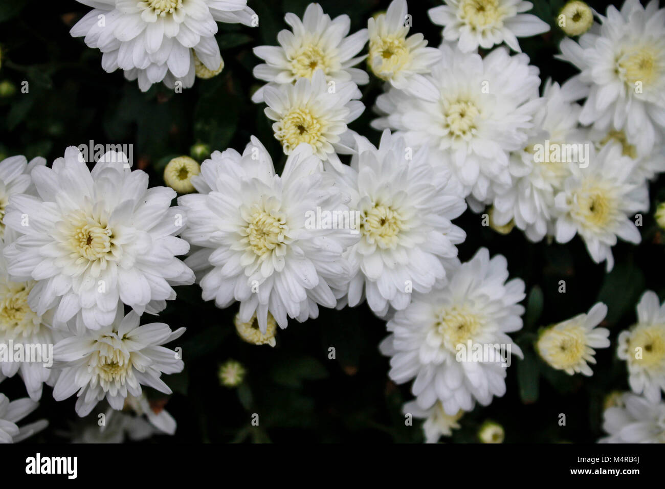 White flowers in bloom Stock Photo Alamy