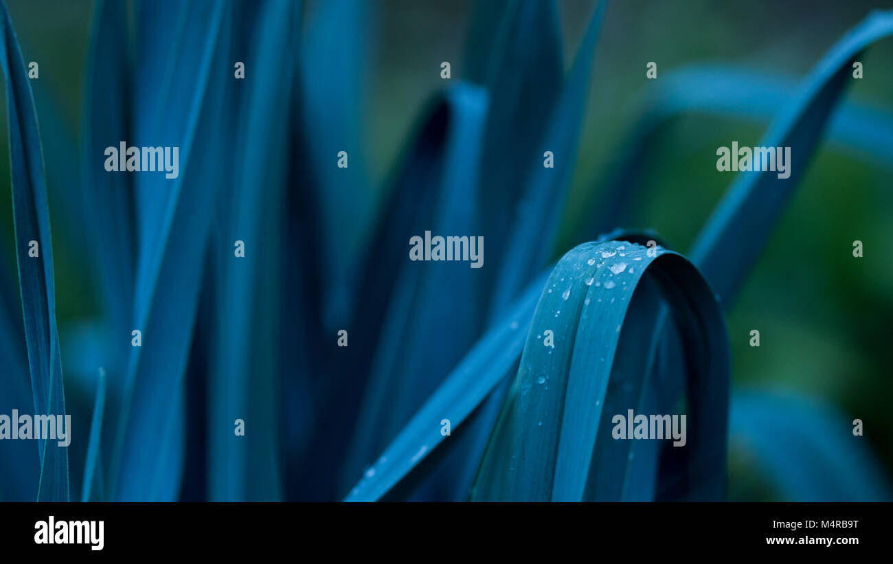 Onion leaf with rain drop on it Stock Photo