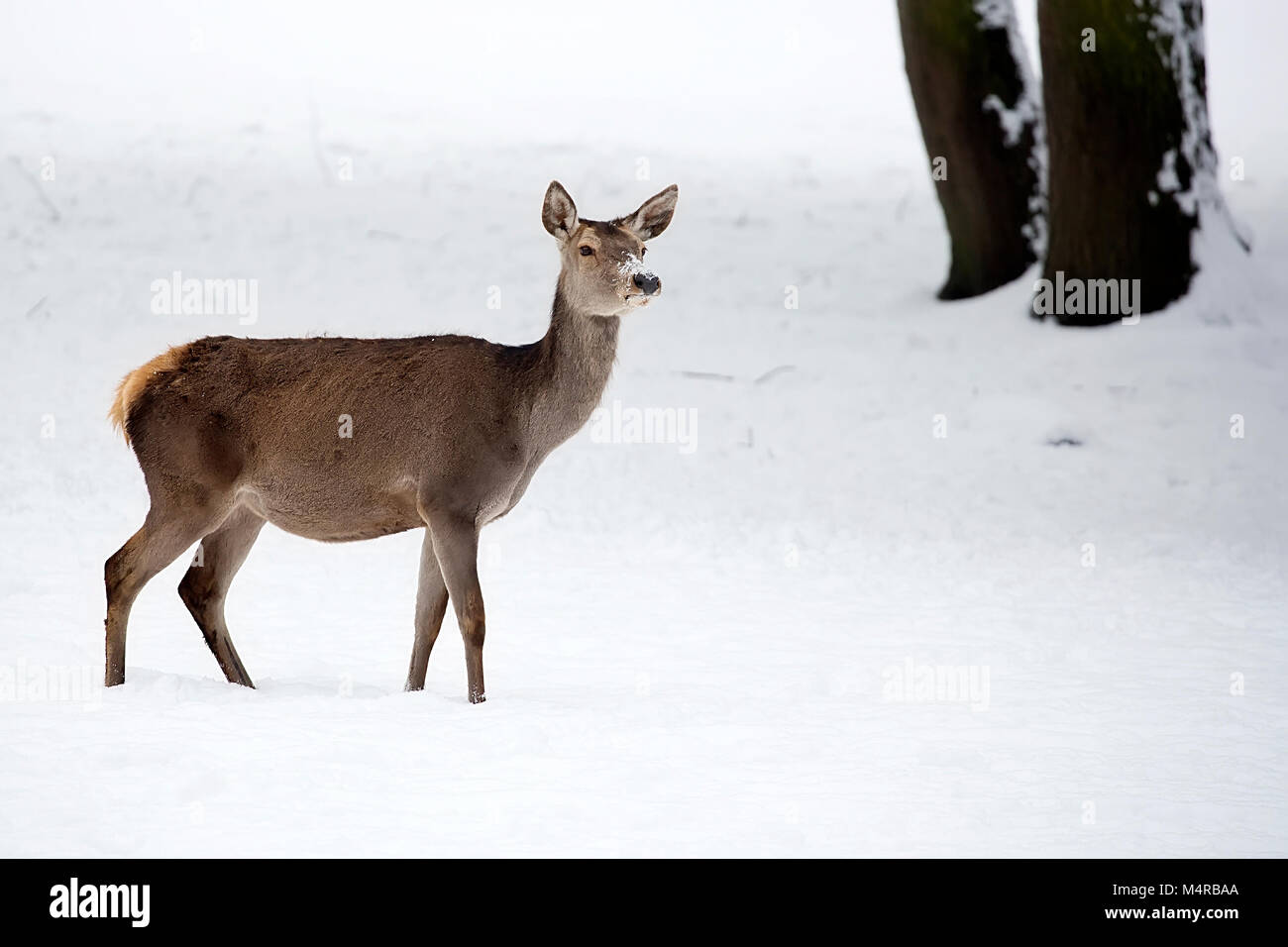 Red deer in a clearing in winter Stock Photo