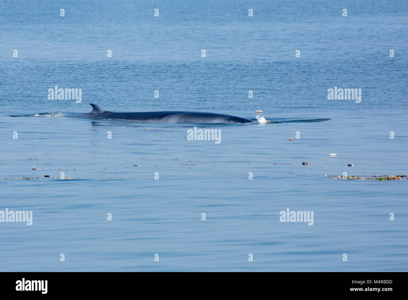Eden's Whale (Balaenoptera edeni), swimming among trash Stock Photo