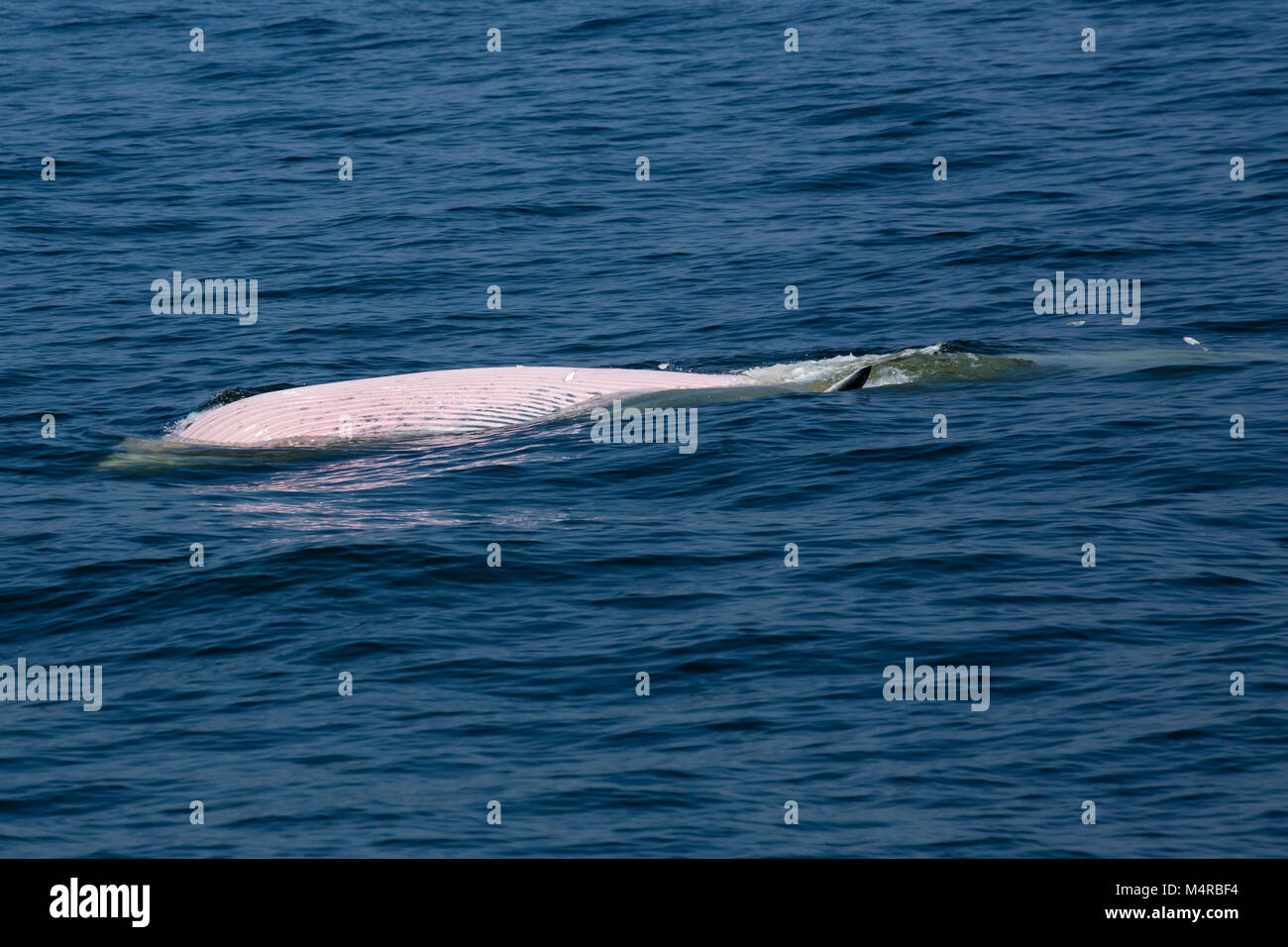 Eden's Whale (Balaenoptera edeni), a pending split from Bryde's Whale, with belly up while hunting tiny anchovies Stock Photo