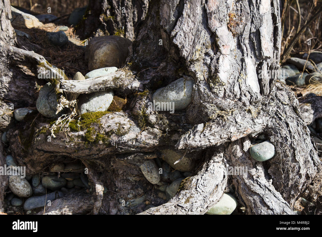 Stones in tree roots, bank of the Katun River, Chemalsky District, Altai Republic, Russia Stock Photo