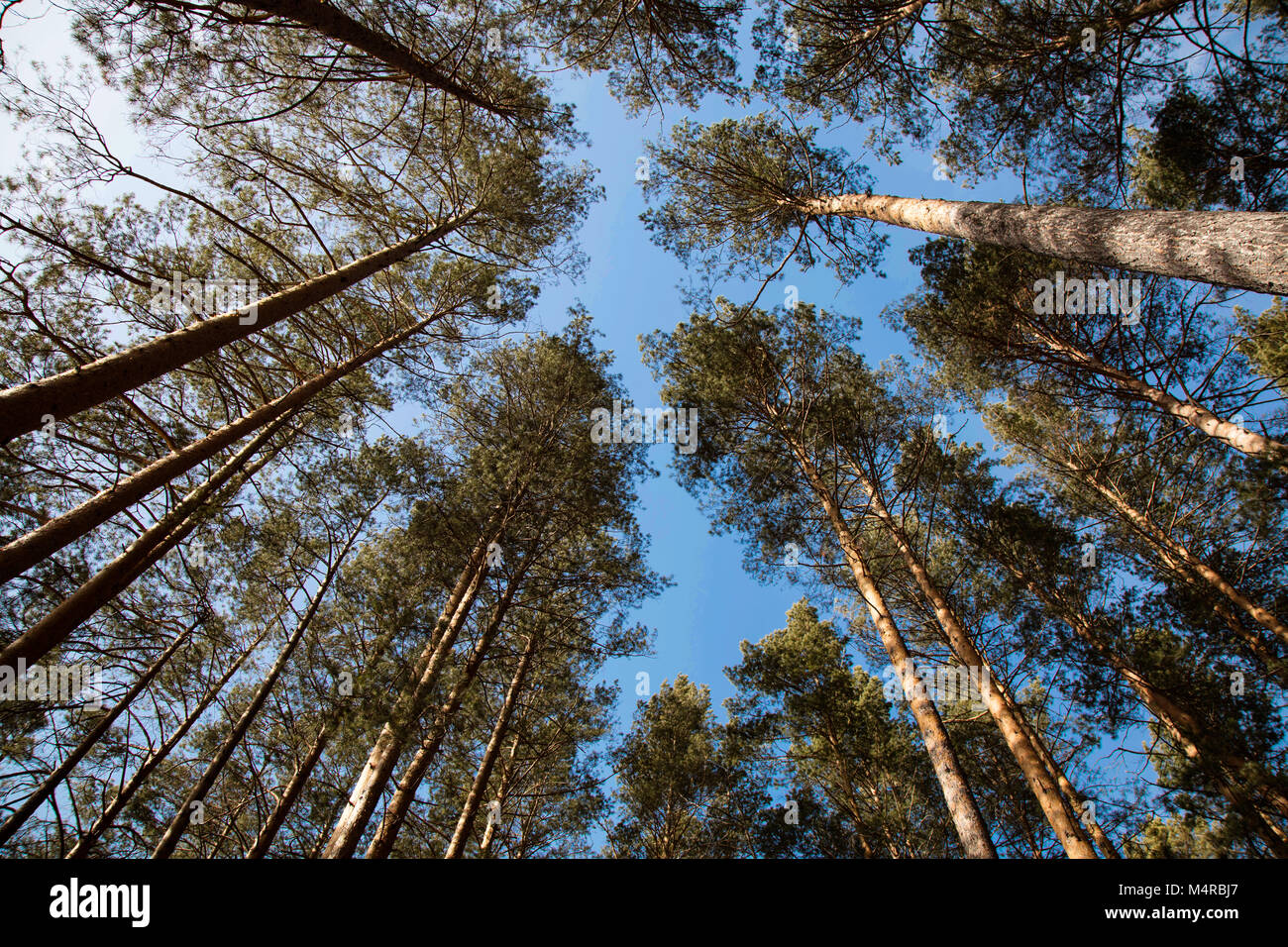 Pine tree tops, Chemalsky District, Altai Republic, Russia Stock Photo