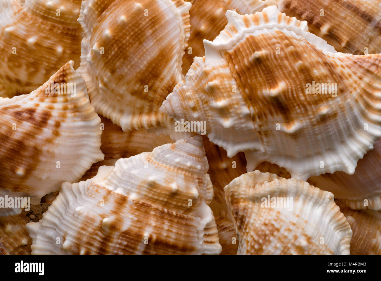 Backgrounds and textures: collection of empty sea shells, natural exotic beach vacation abstract Stock Photo