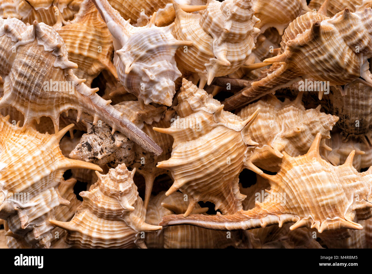 Backgrounds and textures: collection of empty sea shells, natural exotic beach vacation abstract Stock Photo