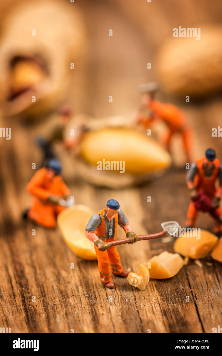 Miniature figures working on peanuts macro photography on wood table ...