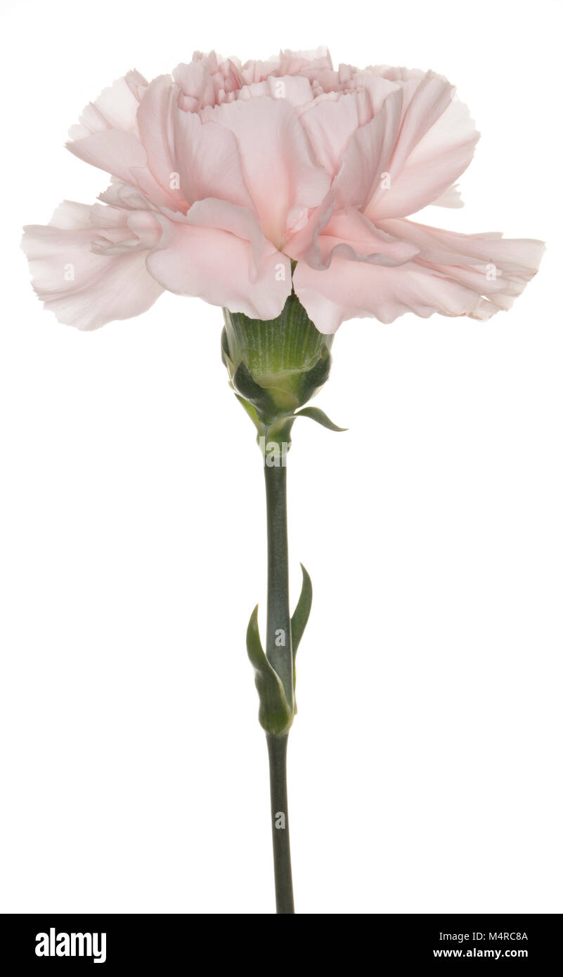 A single Pink Carnation Dianthus isolated on a white background Stock ...