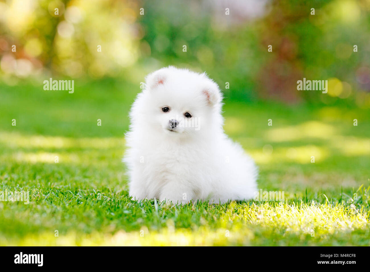Adorable white Pomeranian puppy spitz. High resolution photo. Stock Photo