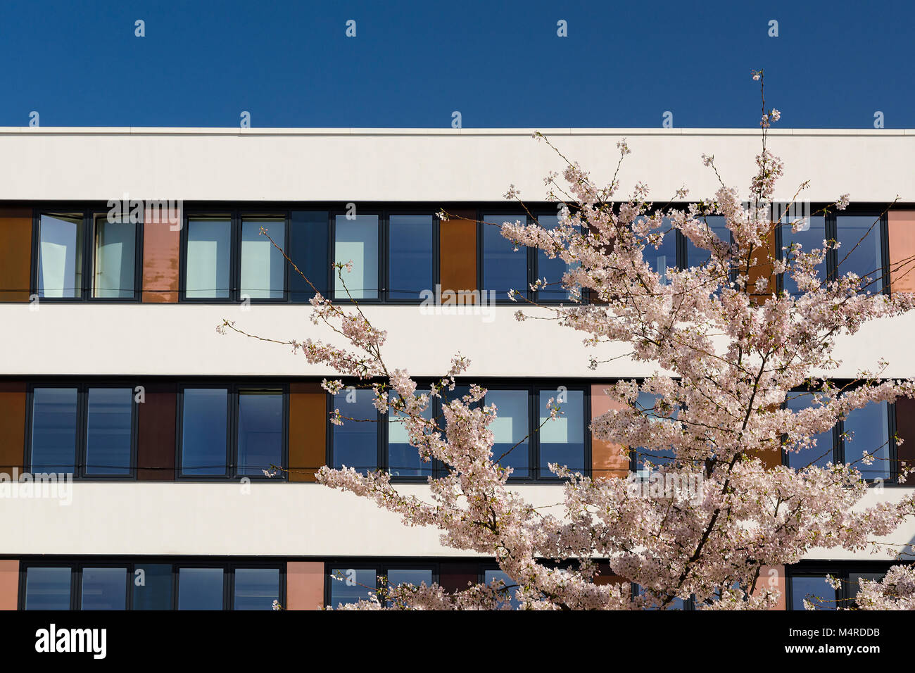 Facade of modern office building with spring blossoming apple tree in courtyard and blue sky reflection in windows Stock Photo