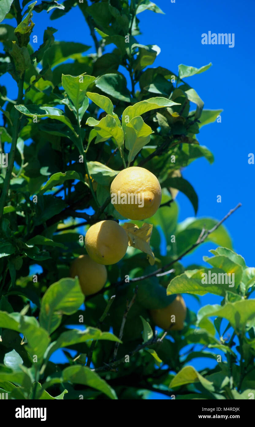 Citrus tree, Calabria, Italy Stock Photo Alamy
