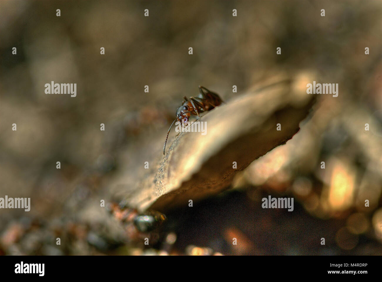 Red ant 11 Stock Photo - Alamy