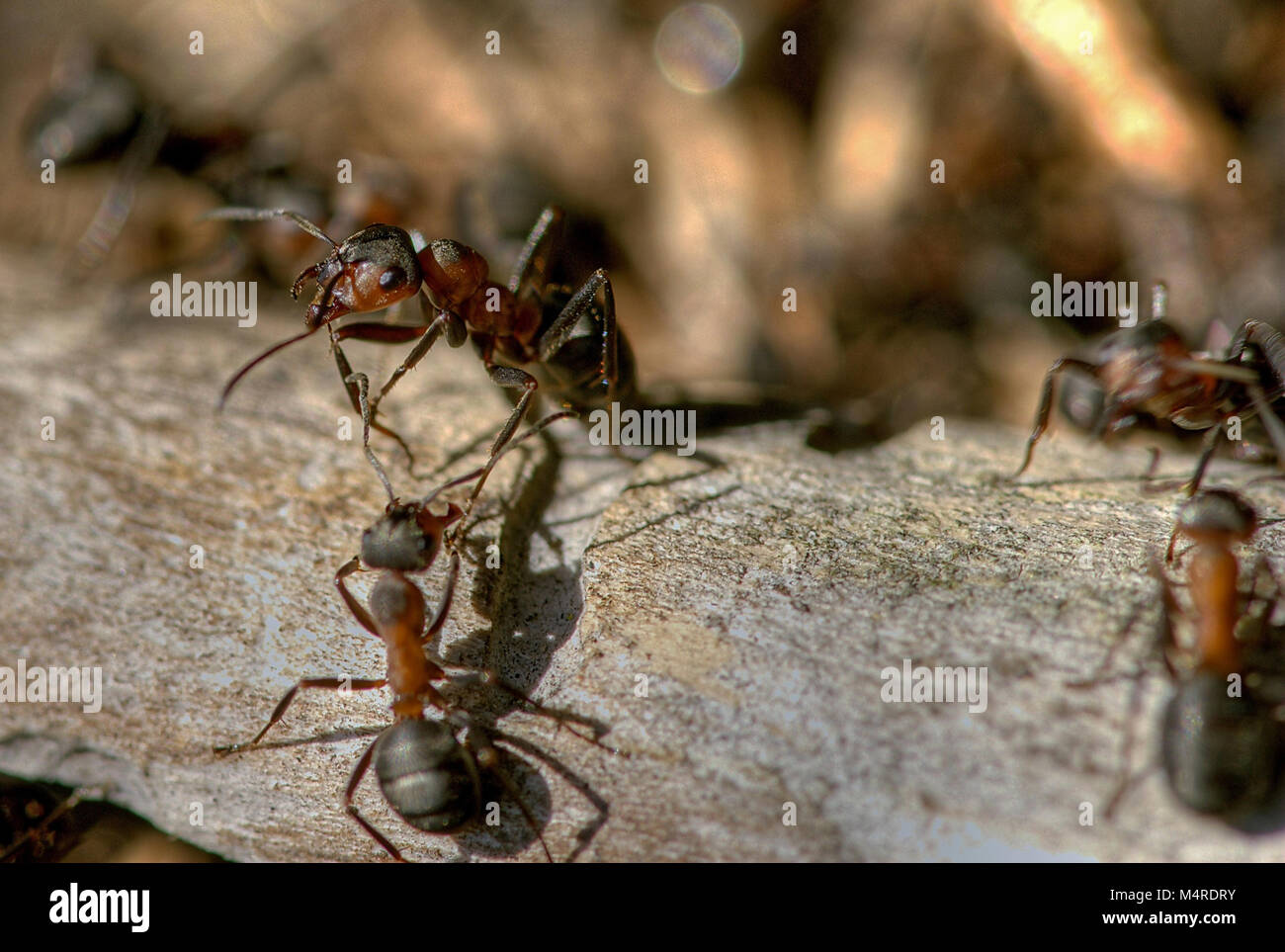 Red ant 16 Stock Photo