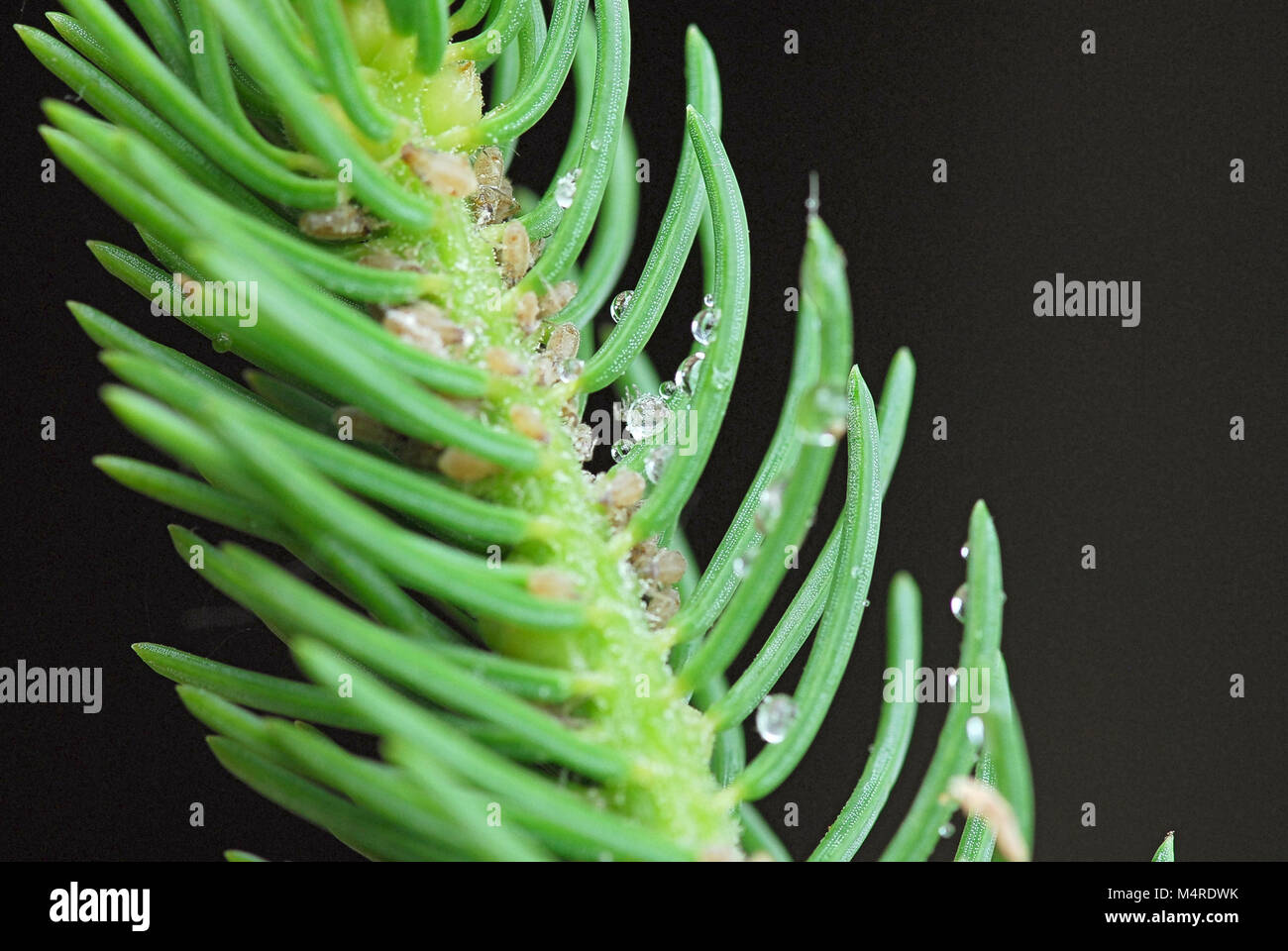 Scale insects 3 Stock Photo - Alamy