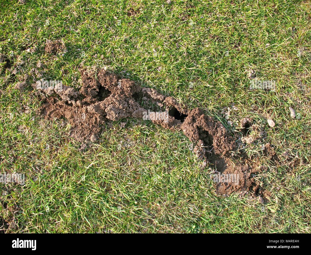 Root vole hires stock photography and images Alamy