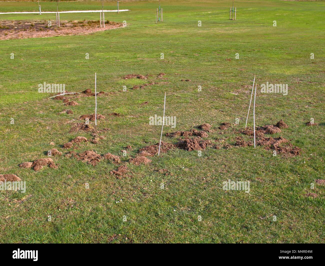 Voles damage 2 Stock Photo Alamy