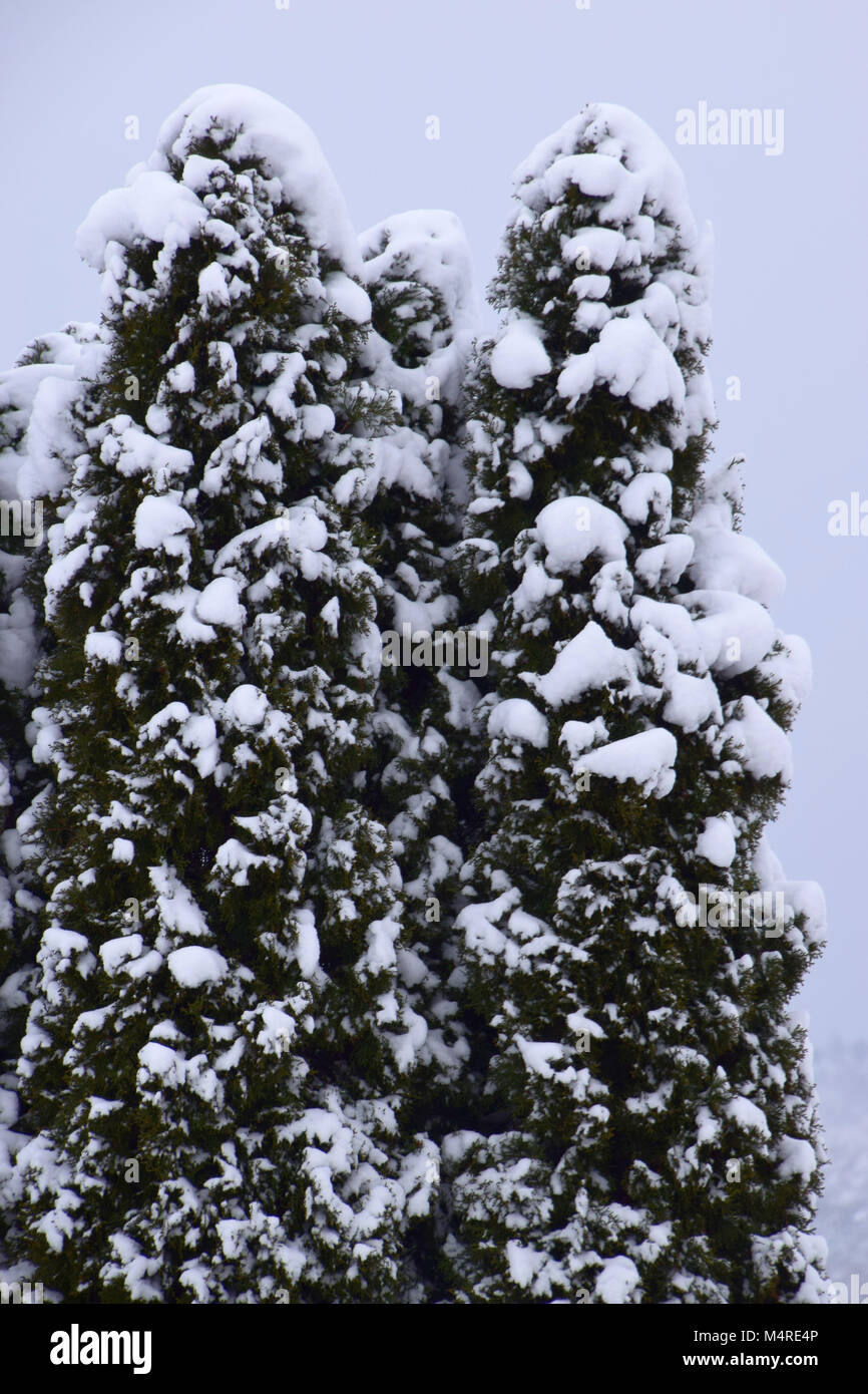 Spruce forest covered white hi-res stock photography and images - Alamy