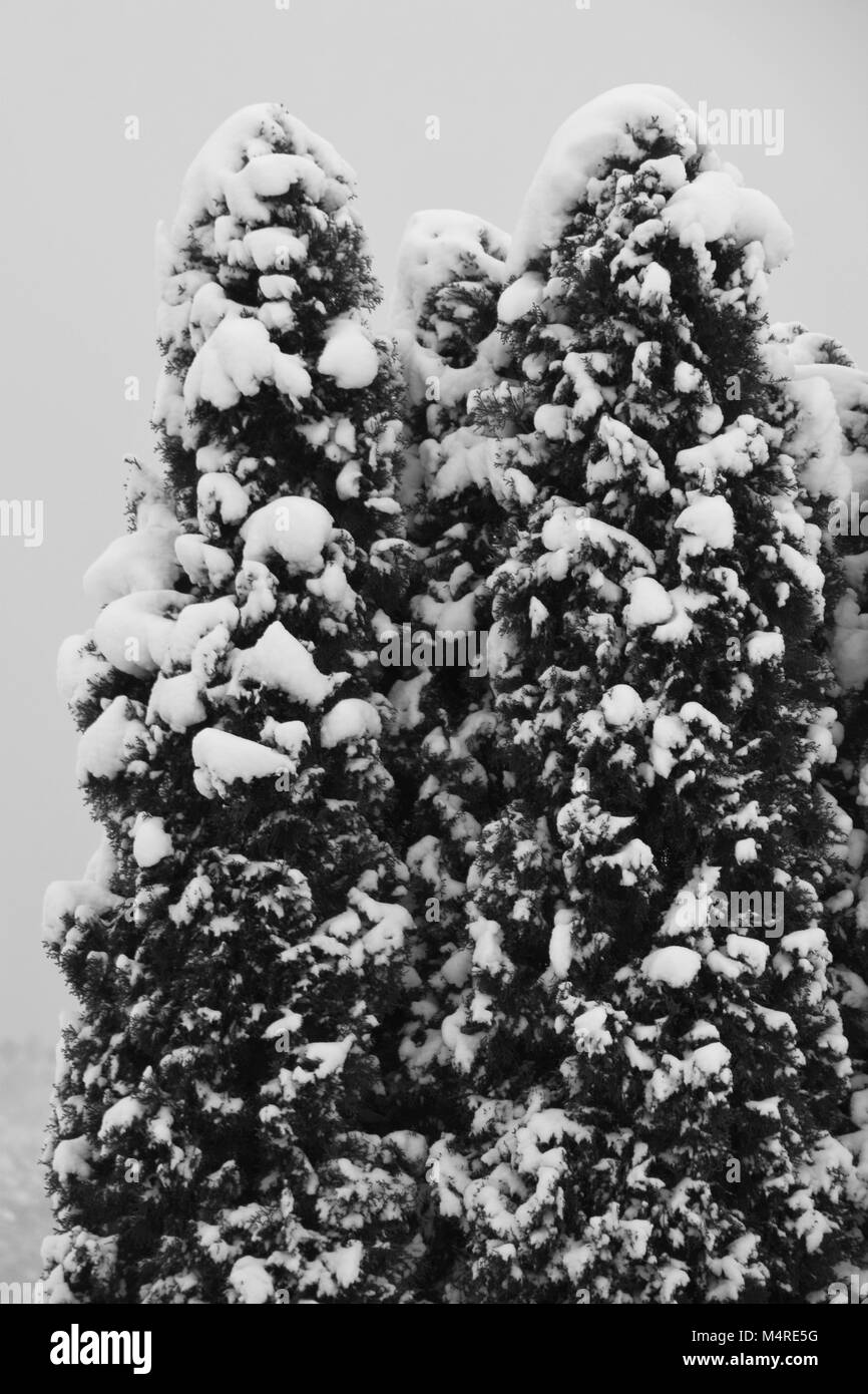 Snow winter landscape pine Black and White Stock Photos & Images - Alamy