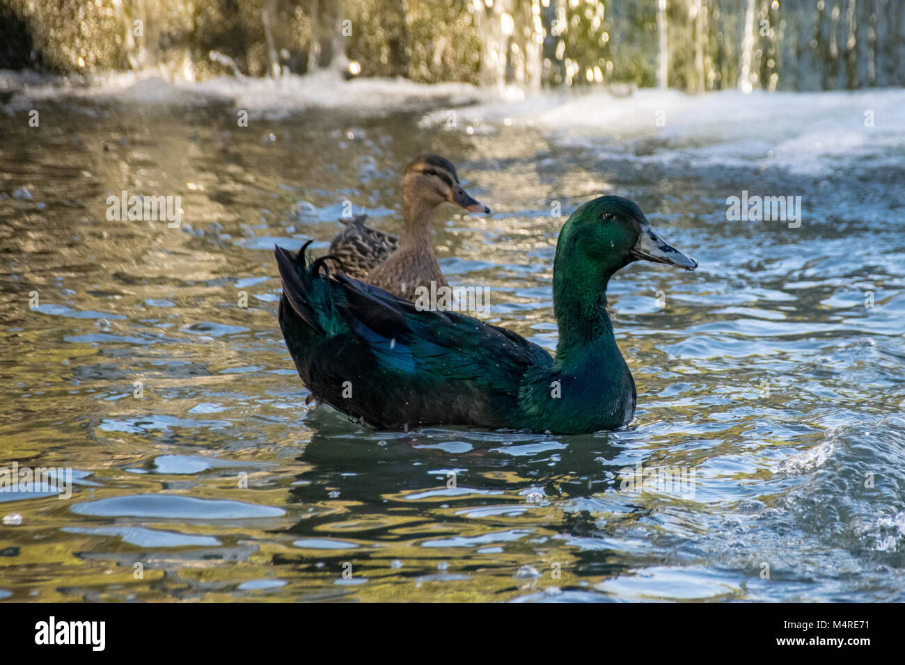 Cayuga ducks hires stock photography and images Alamy