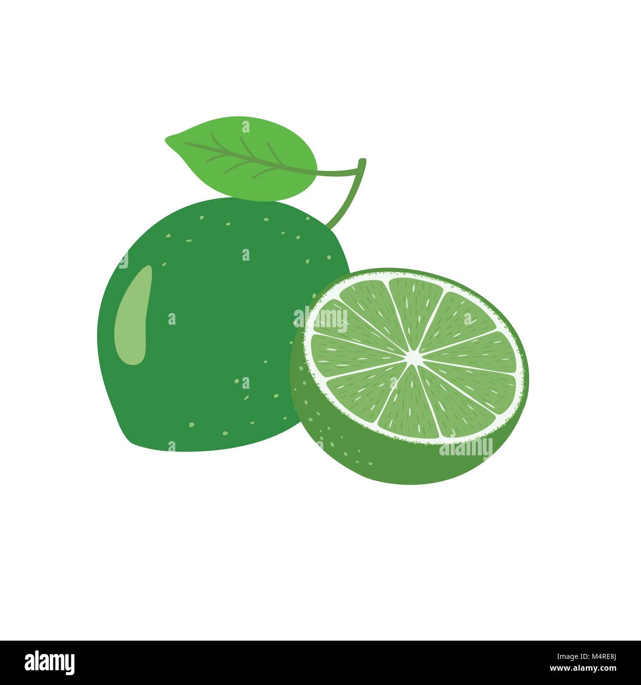 Lime Fruit Vector illustration Stock Vector Image & Art - Alamy