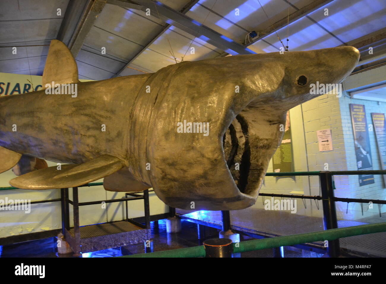 Manx basking shark model at Anglesey Sea Zoo, Aquarium, Wales UK Stock Photo