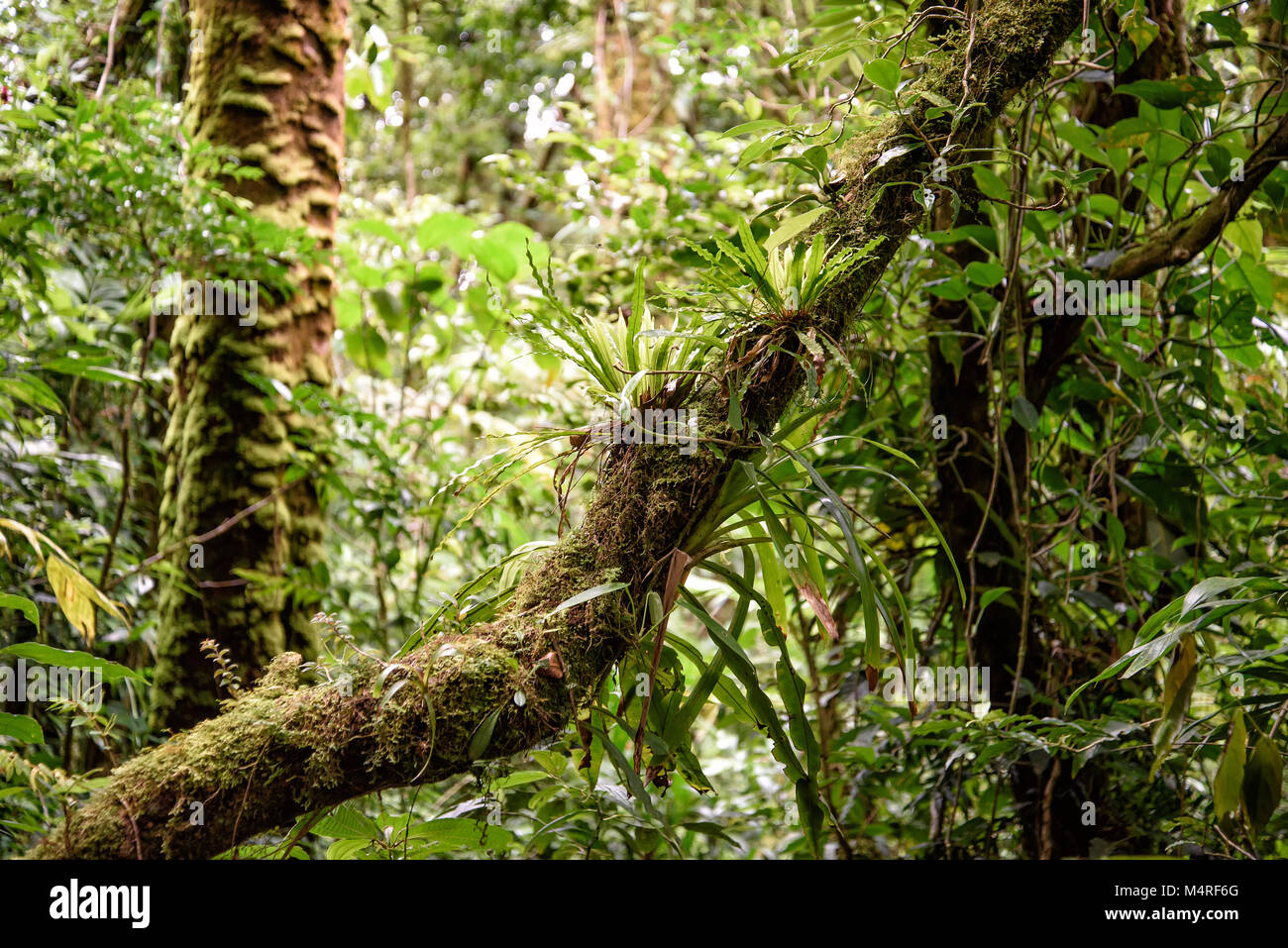 rainforest in Costa Rica, central america Stock Photo - Alamy