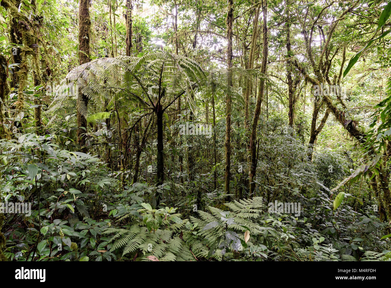 rainforest in Costa Rica, central america Stock Photo - Alamy